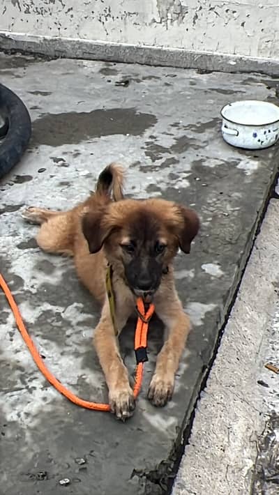 For sale kuchi guard dog
