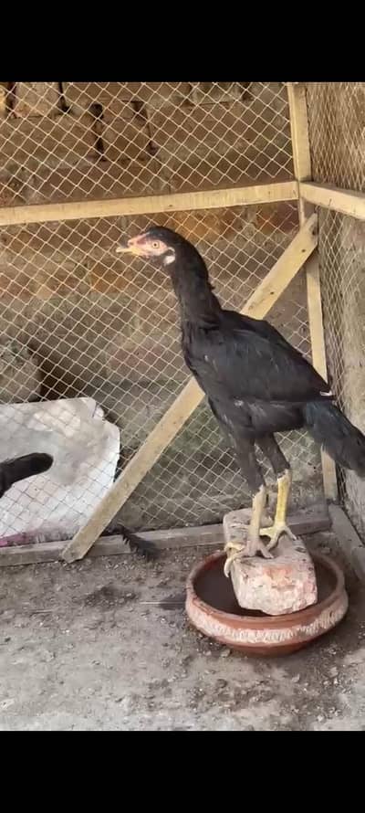 high quality aseel chick male or female  for sale03237700235
