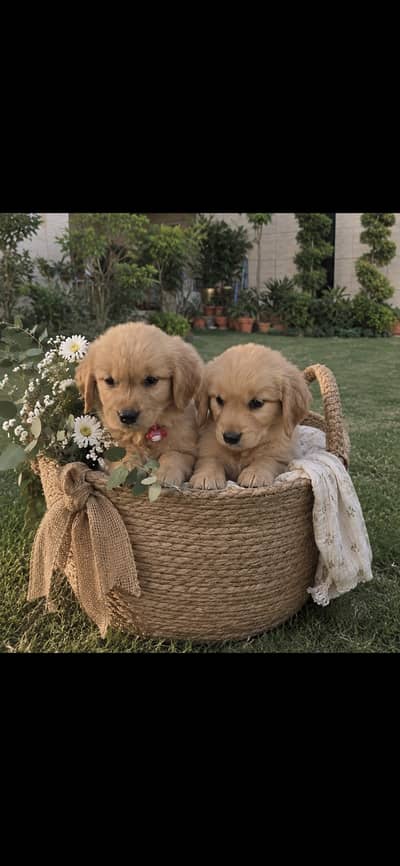 Golden Retriever puppies /Retriever dog  for Sale - Imported Bloodline