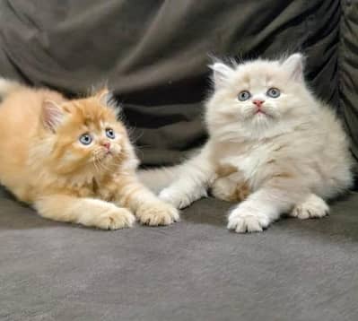 Persian Kitten Pair Male Female Punch Face