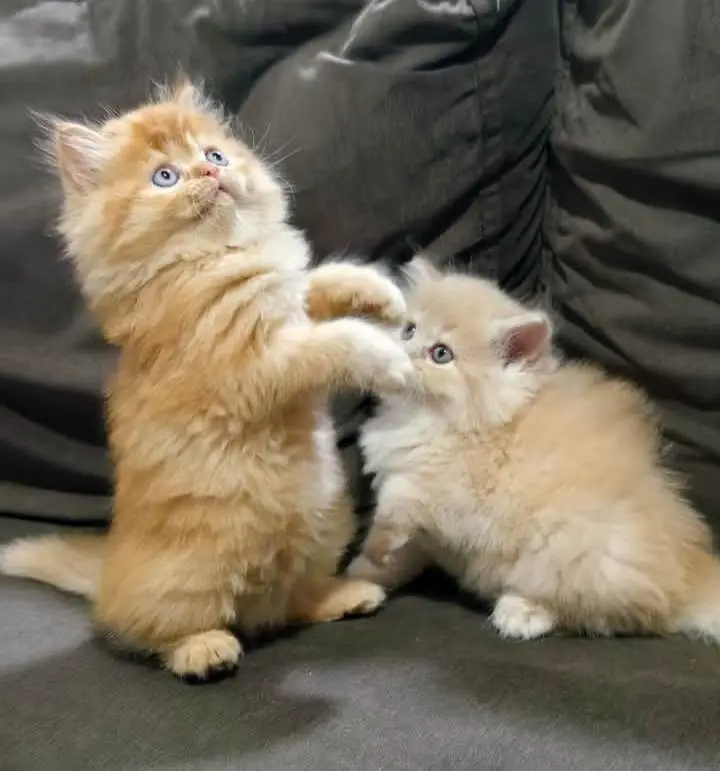 Persian Kitten Pair Male Female Punch Face — photo 2