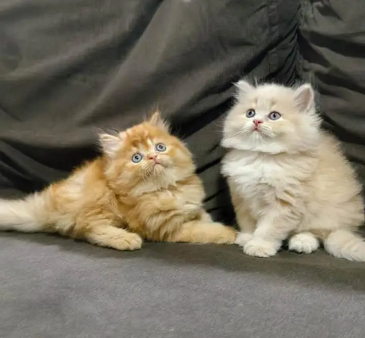 Persian Kitten Pair Male Female Punch Face — photo 3