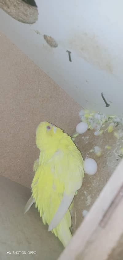 *Guaranteed Breeder Budgie Pair - Proved - For Sale Lahore*
