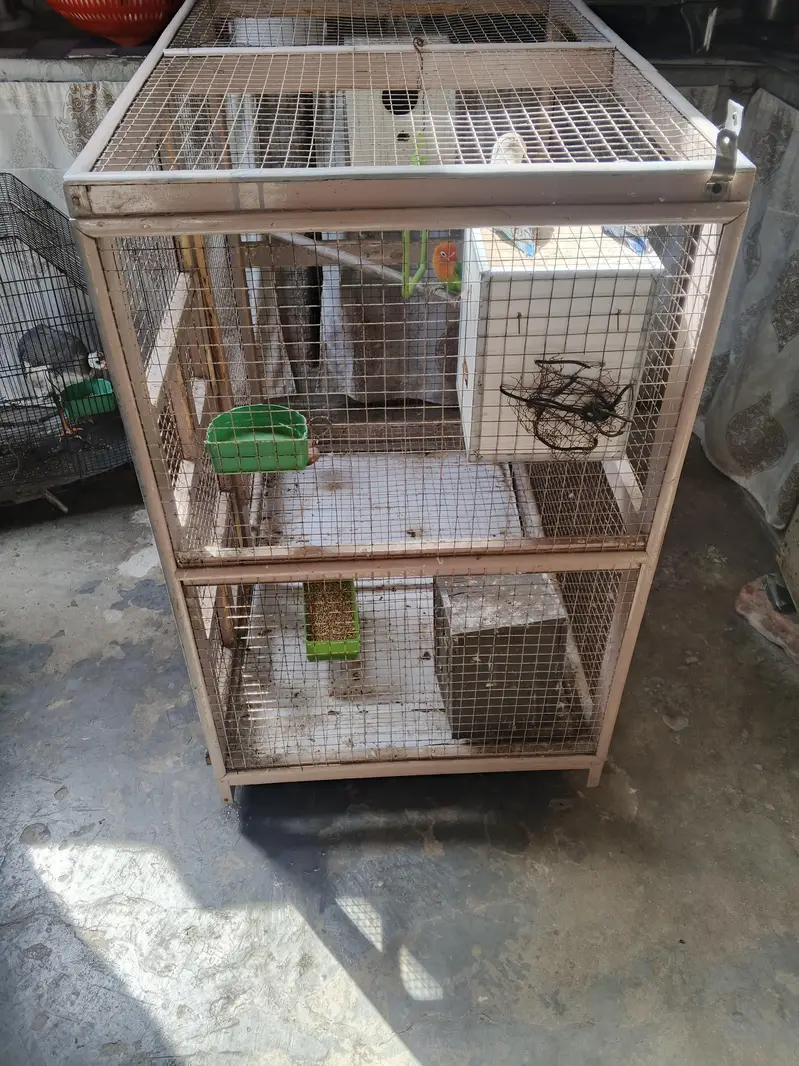 Lovebirds with cage — photo 3