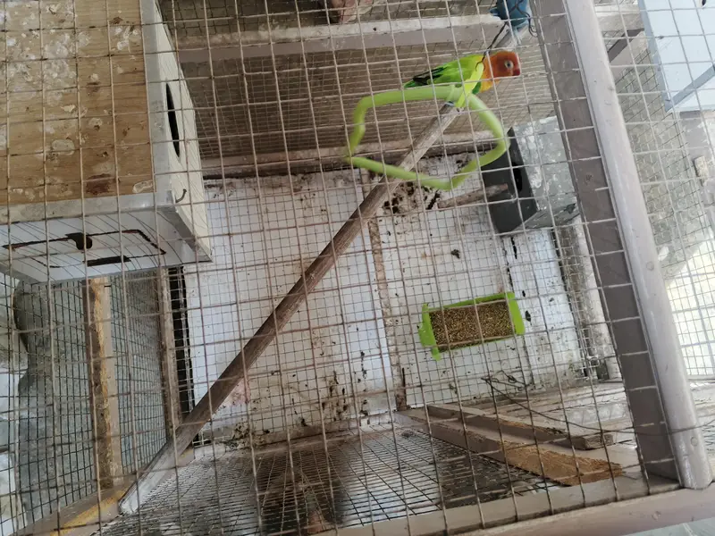 Lovebirds with cage — photo 4