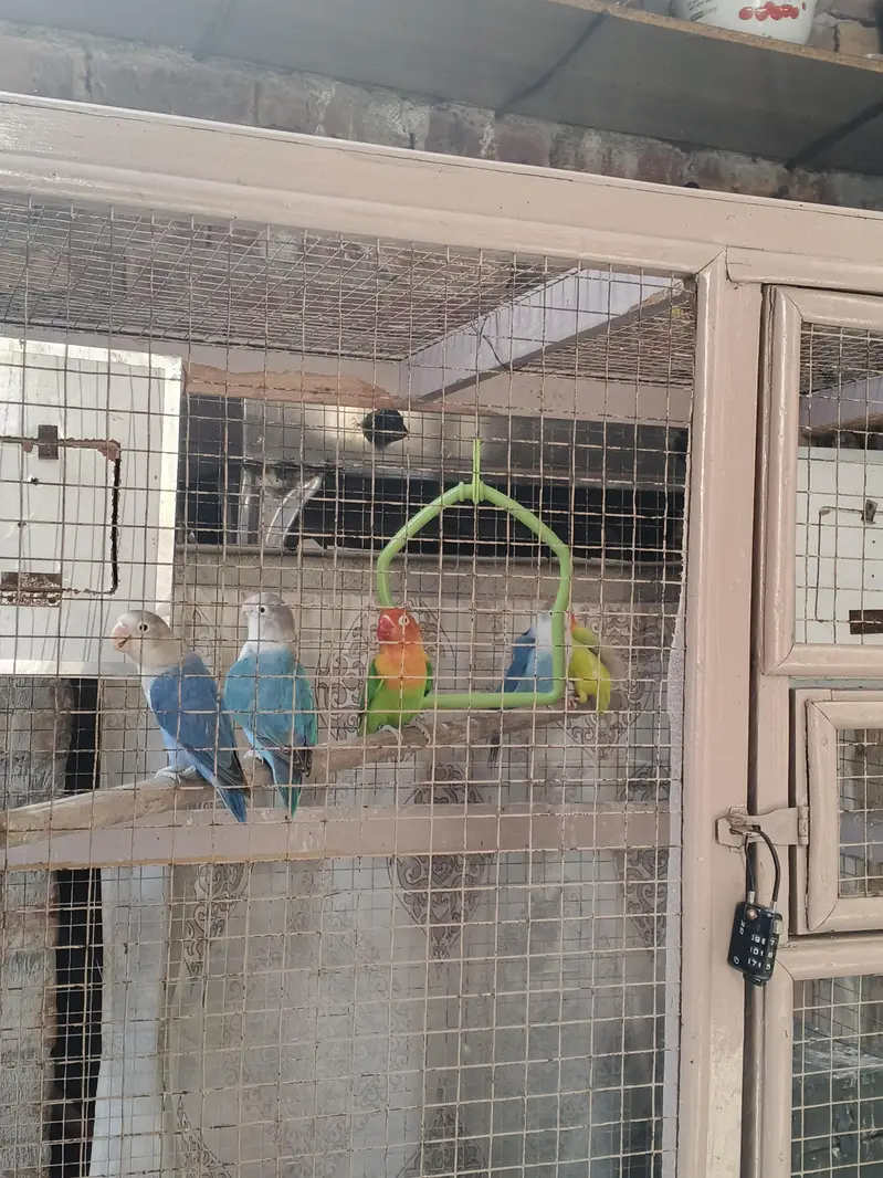 Lovebirds with cage — photo 5