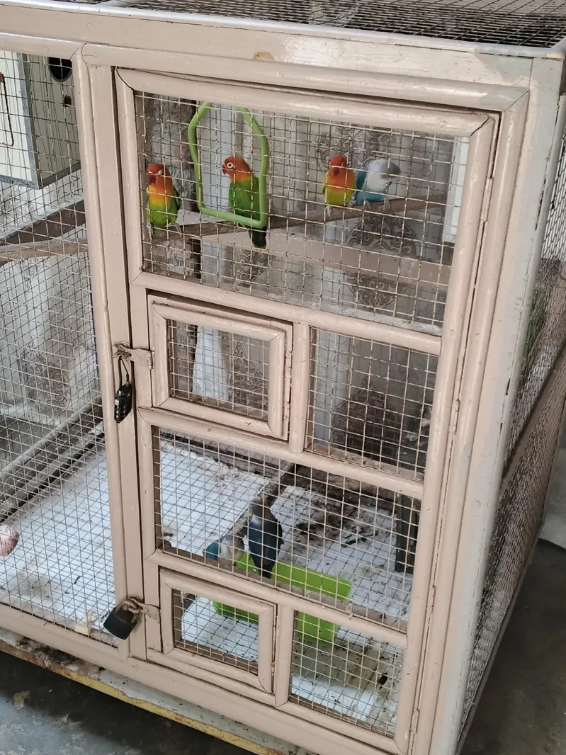 Lovebirds with cage — photo 6