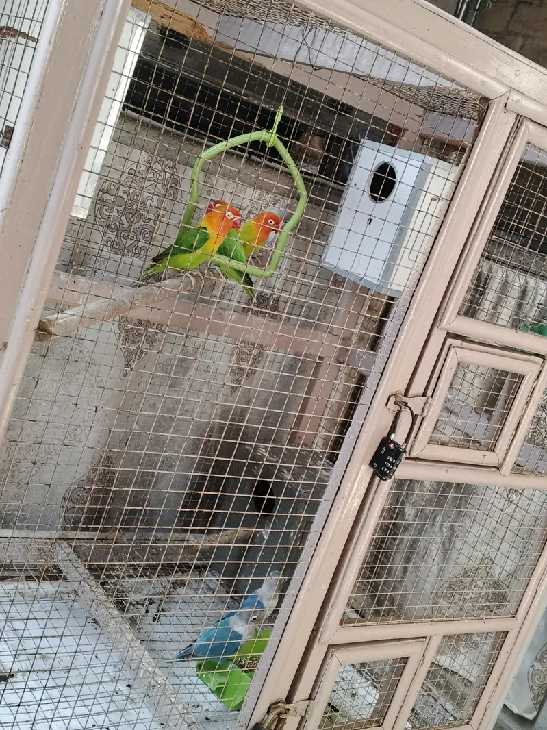 Lovebirds with cage — photo 7