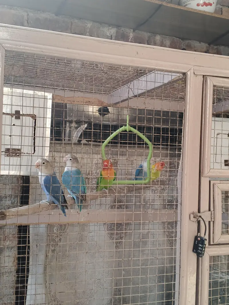 Lovebirds with cage — photo 8