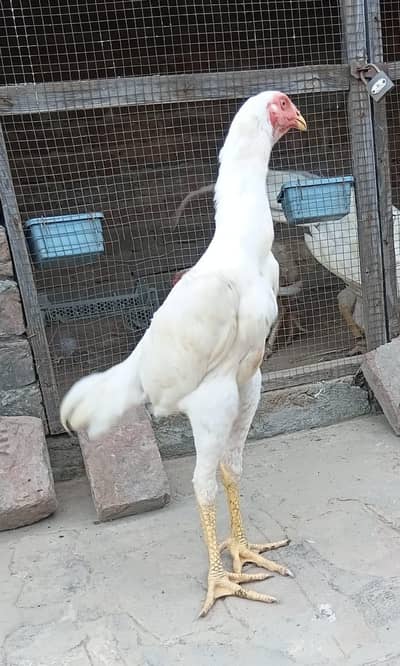 Top Quality White O Shamo Pair