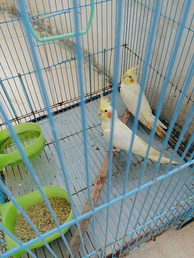 Cocktail for sale