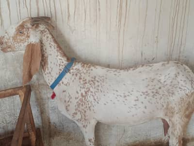 مکھی چینی