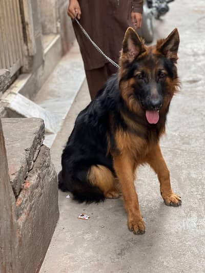 German shepherd male dog
