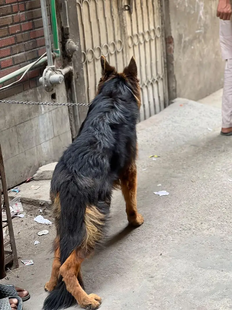 German shepherd male dog — photo 2