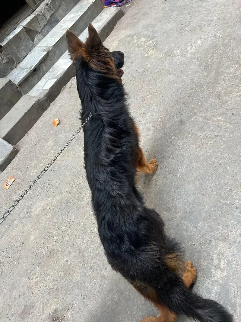 German shepherd male dog — photo 3