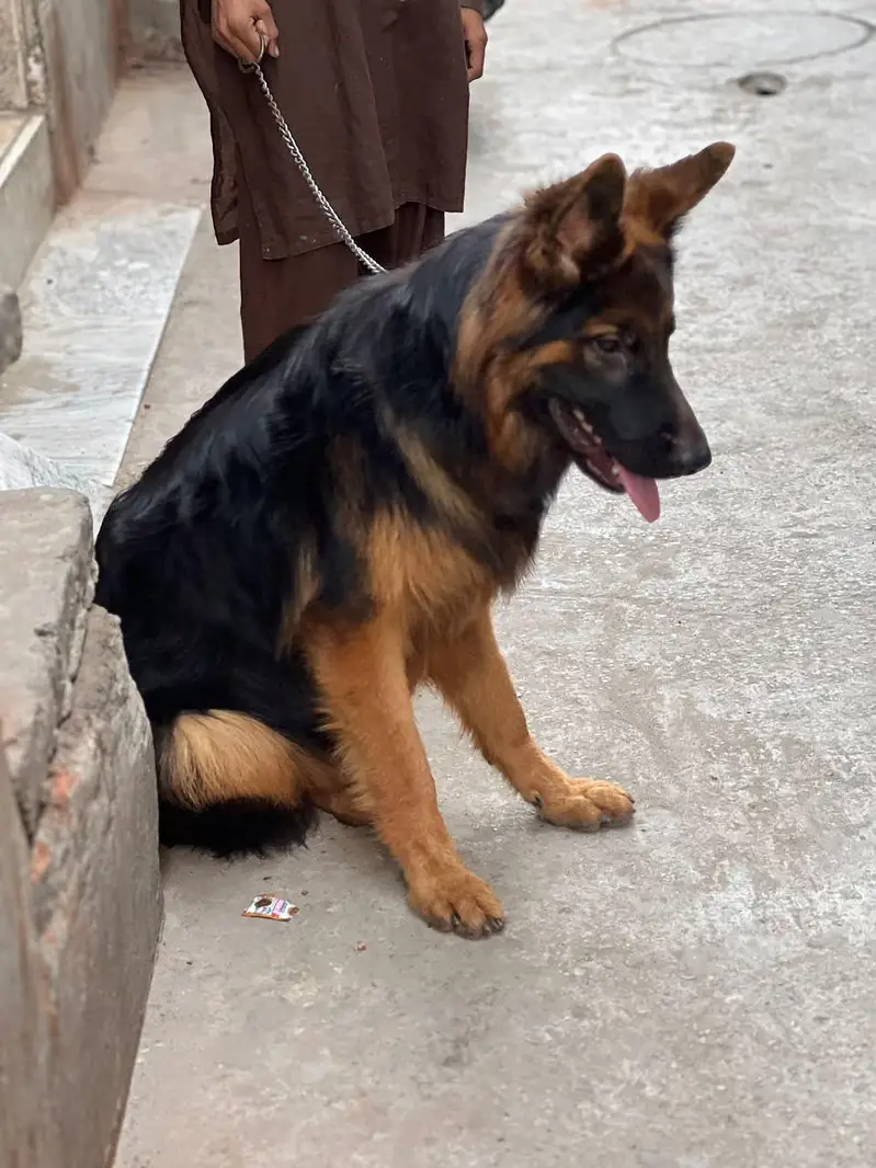 German shepherd male dog — photo 4