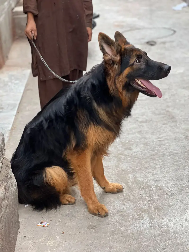 German shepherd male dog — photo 5