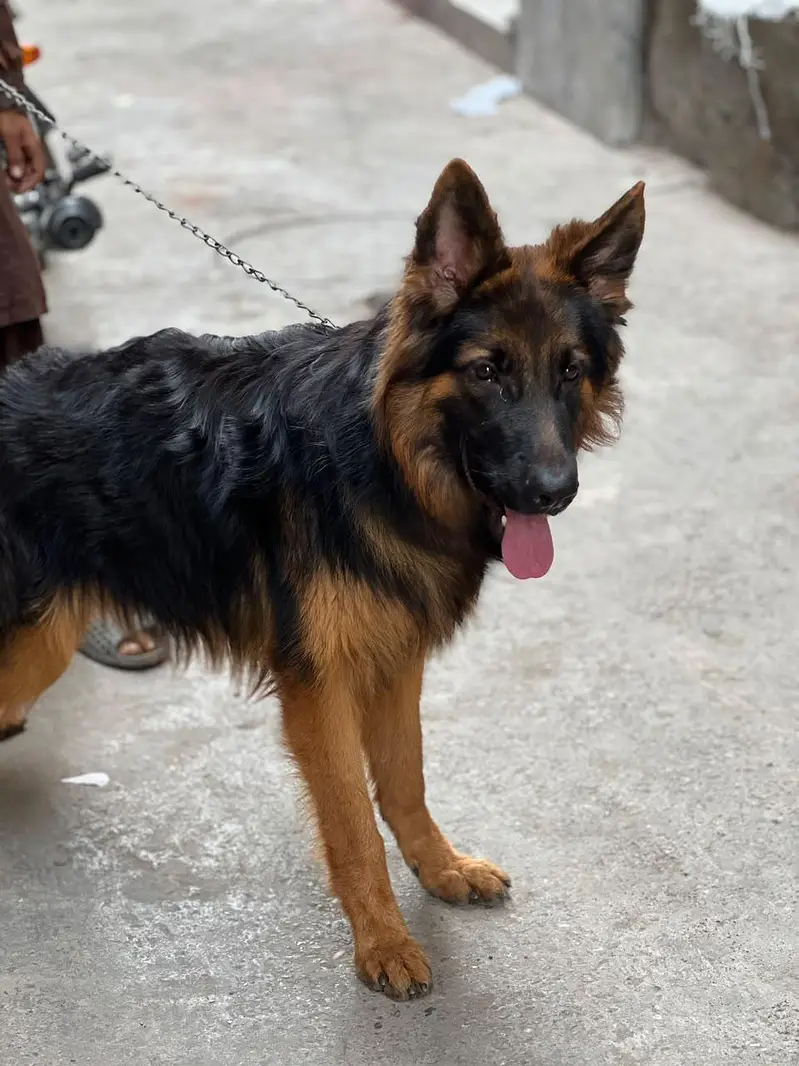 German shepherd male dog — photo 6