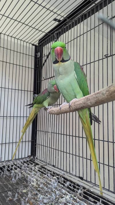 Raw Parrots for sale breeder pair