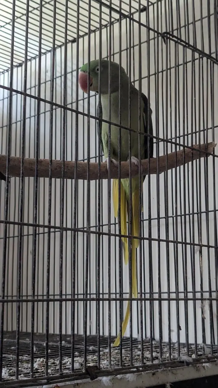 Raw Parrots for sale breeder pair — photo 2