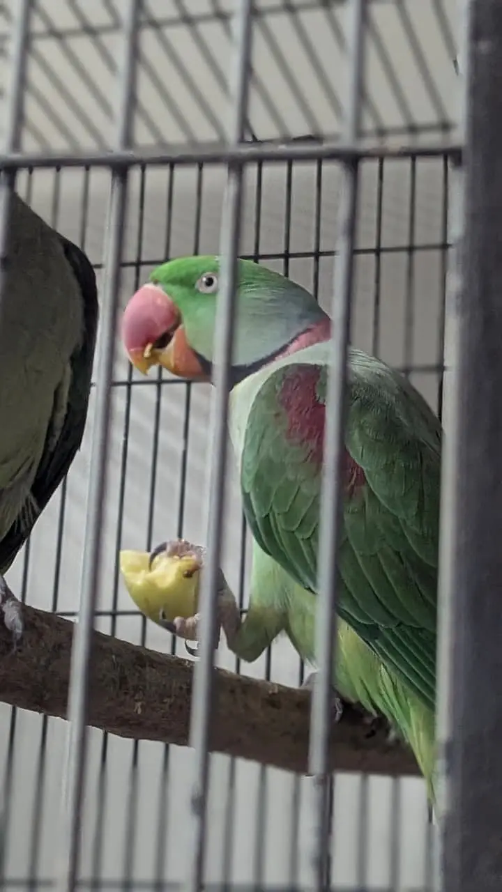 Raw Parrots for sale breeder pair — photo 3