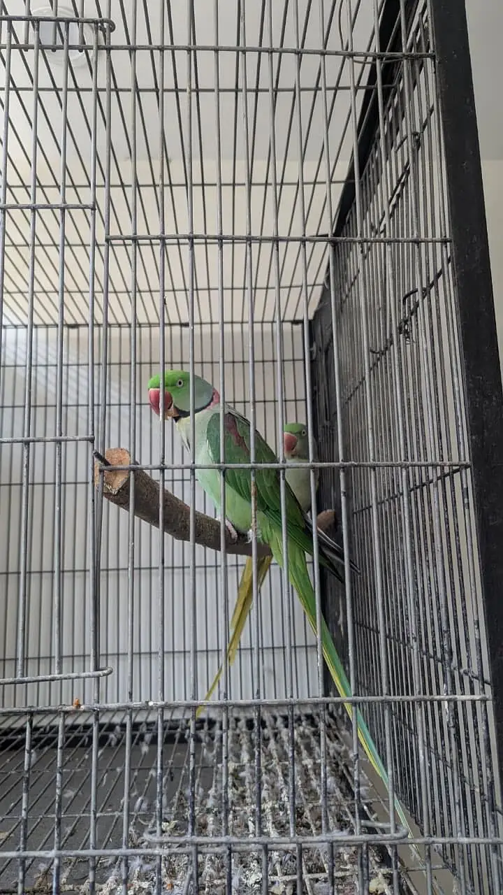 Raw Parrots for sale breeder pair — photo 4