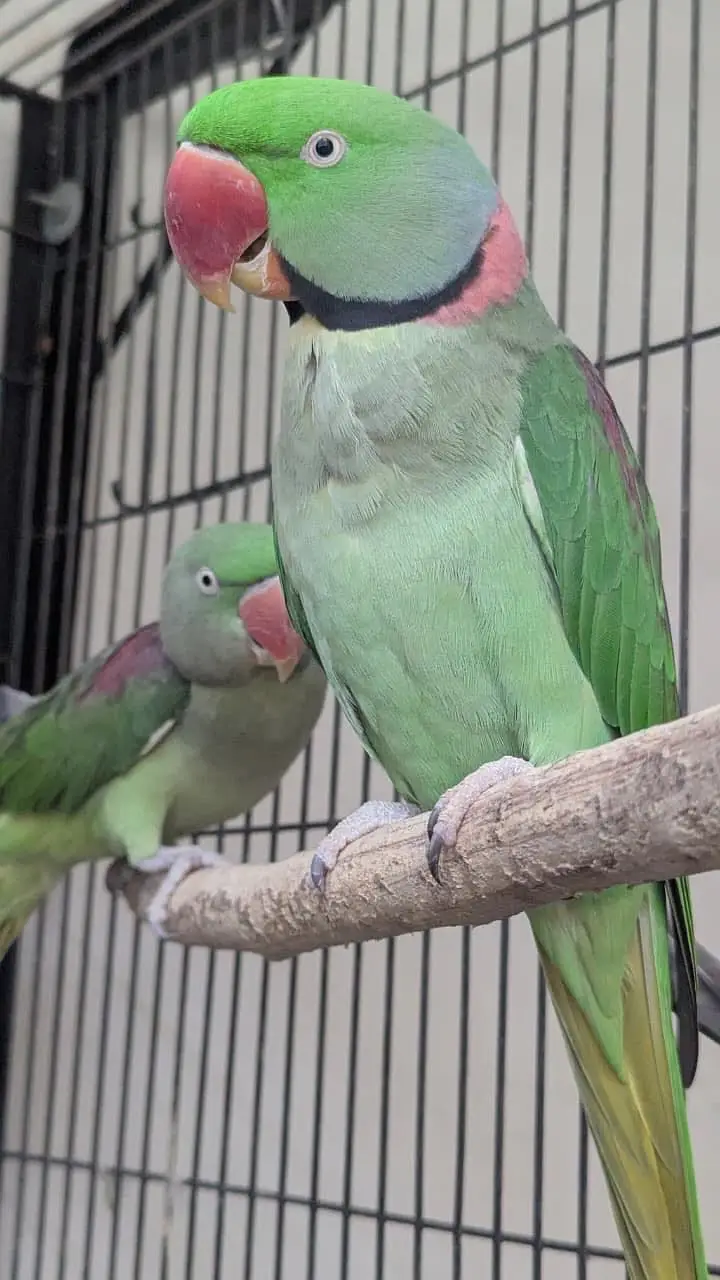 Raw Parrots for sale breeder pair — photo 5