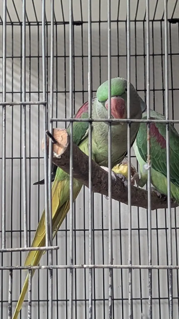 Raw Parrots for sale breeder pair — photo 6