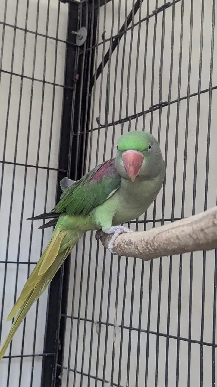Raw Parrots for sale breeder pair — photo 7