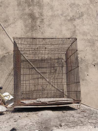 Cage For Hens And Also For Birds