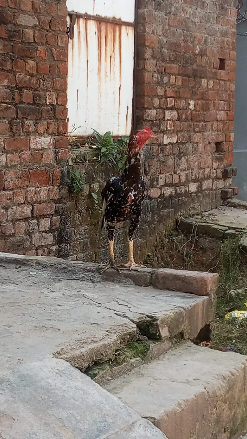 aseel murga for sale full active & healthy — photo 4