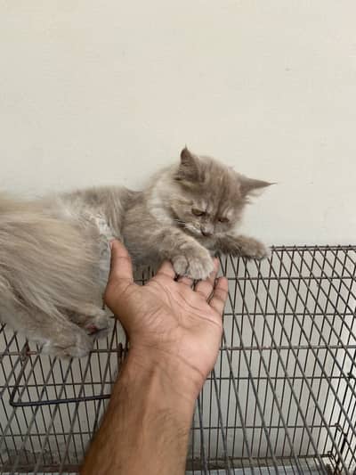 Persian cat triple coated