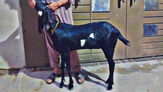 Beetal Nagri