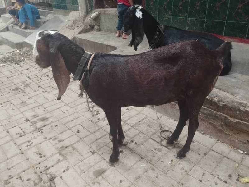 Beetal Nagri 3