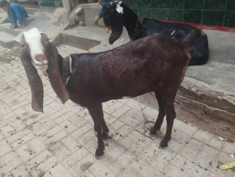 Beetal Nagri 4