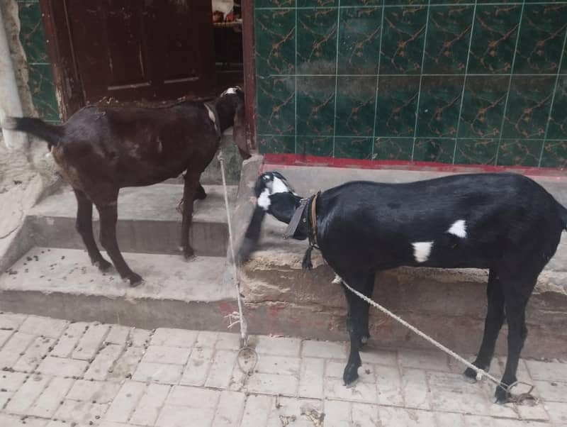 Beetal Nagri 5