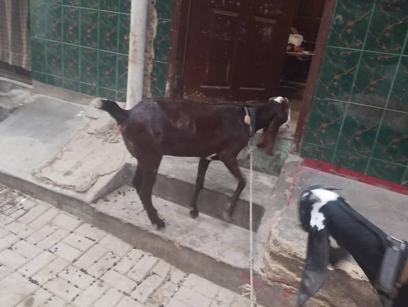 Beetal Nagri 6