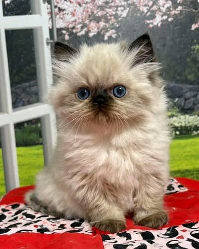 Cat | kittens | Persian | Male | Female | Pair |Wtsp me 0348@ Ö163Ö63@