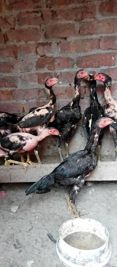 aseell birds available home breed
