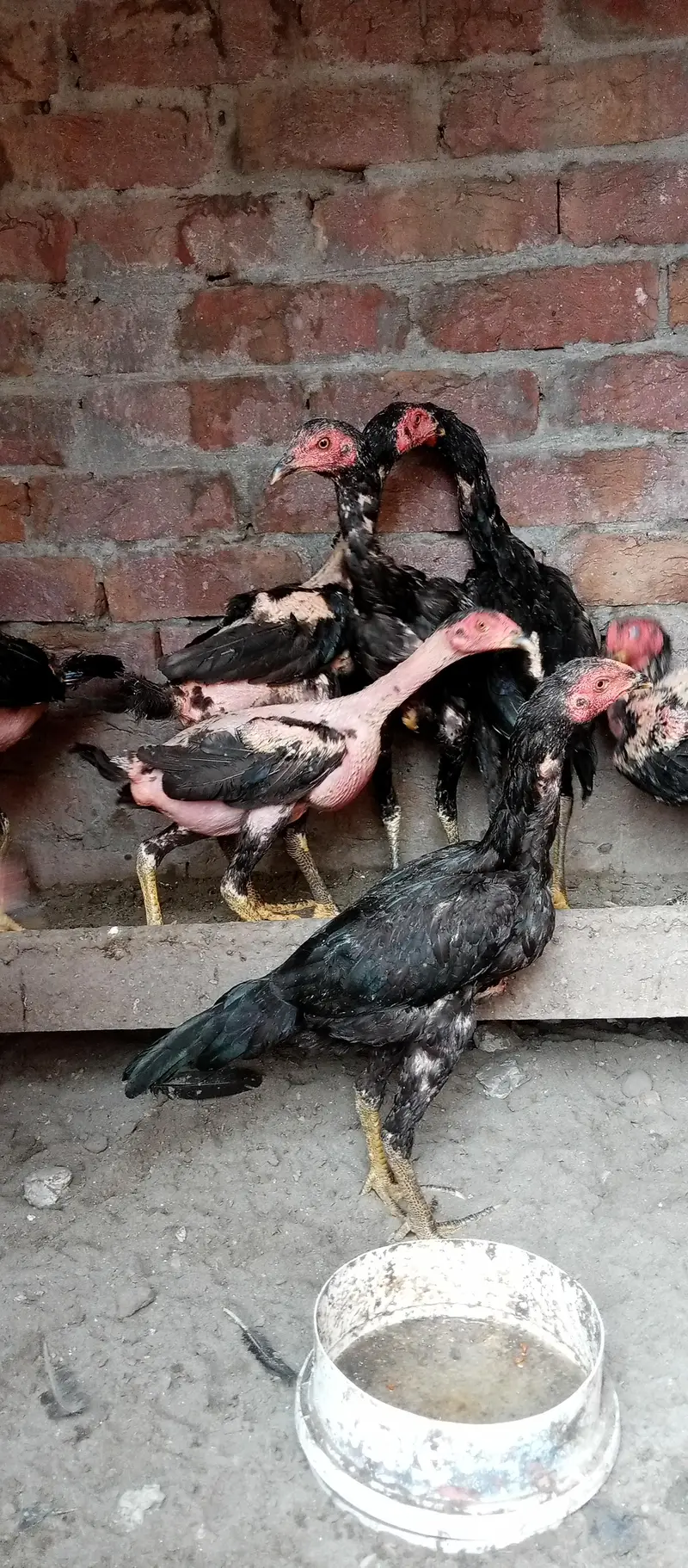 aseell birds available home breed — photo 2