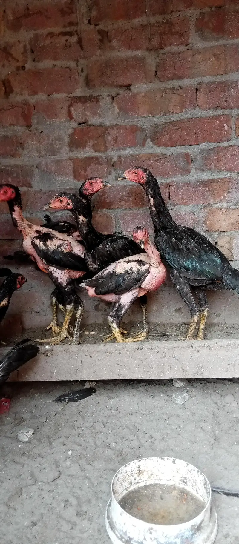 aseell birds available home breed — photo 3
