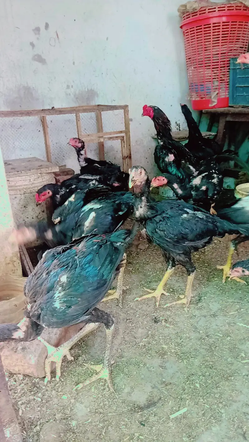 aseell birds available home breed — photo 5