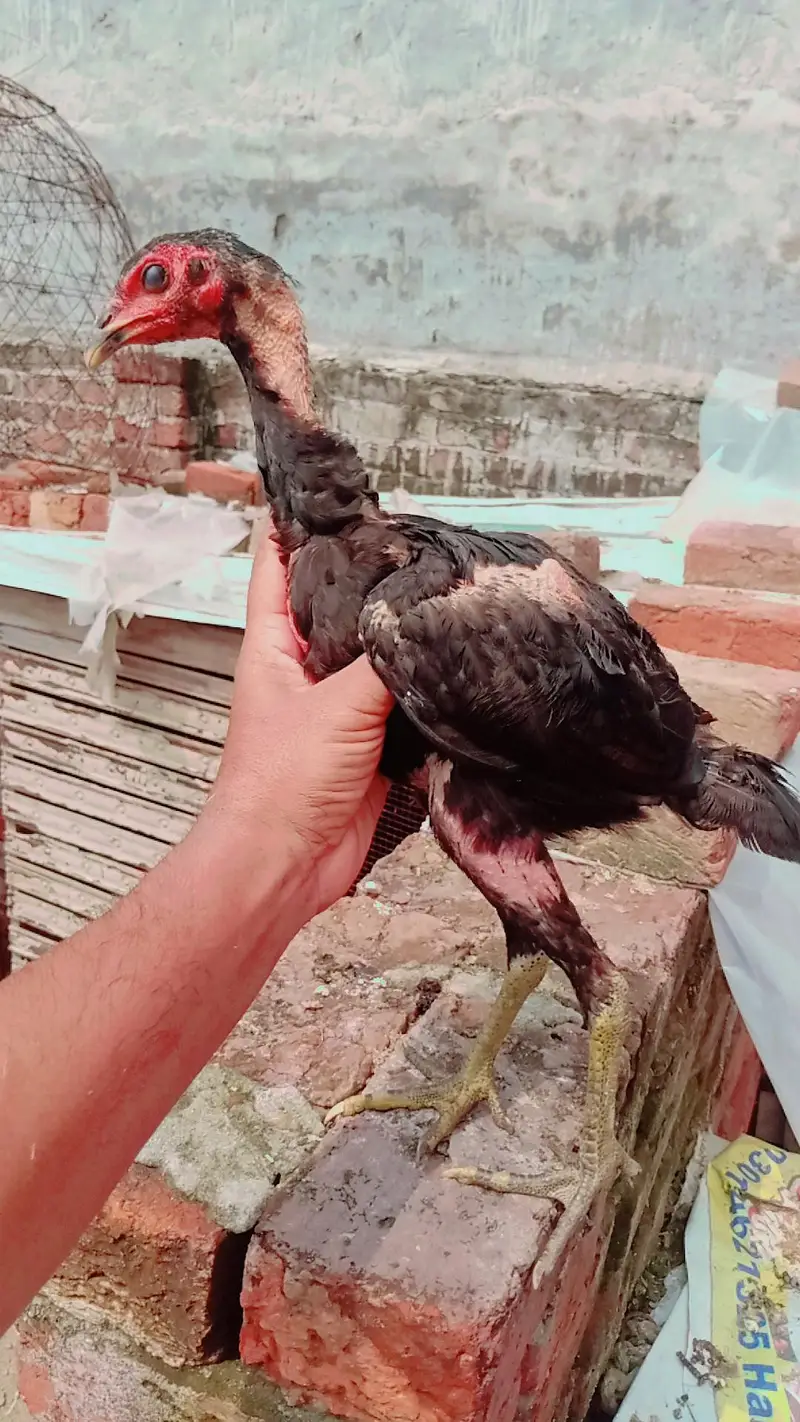 aseell birds available home breed — photo 6