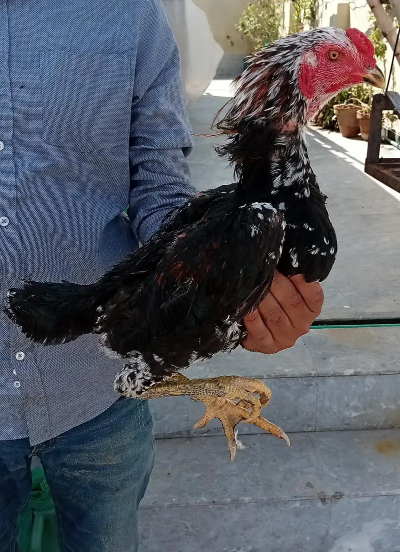aseell birds available home breed — photo 9
