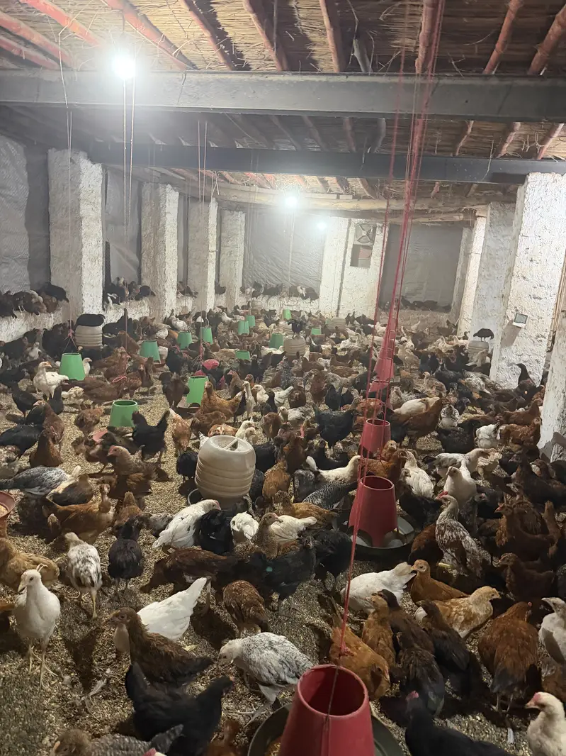 Goldan misri pathya sell — photo 4