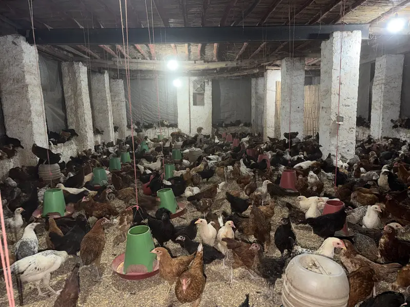 Goldan misri pathya sell — photo 6