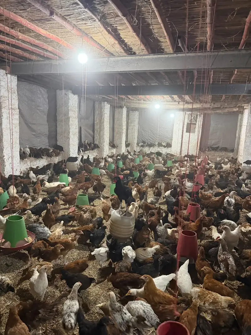 Goldan misri pathya sell — photo 11