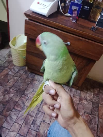 pahari ke female he 8 month ege no hand tame setyan marta he bs tme
