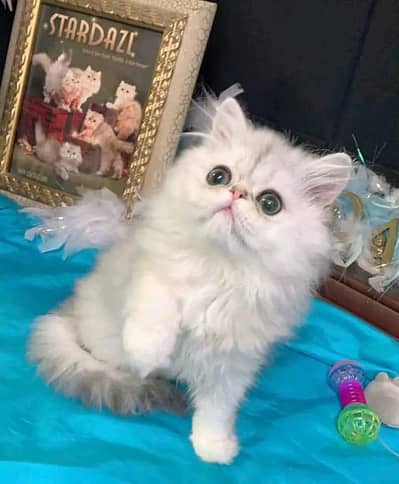 Cat | kittens | Persian | Male | Female | Pair |Wtsp me 0348@ Ö163Ö63#