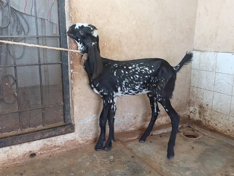 gote babys 0